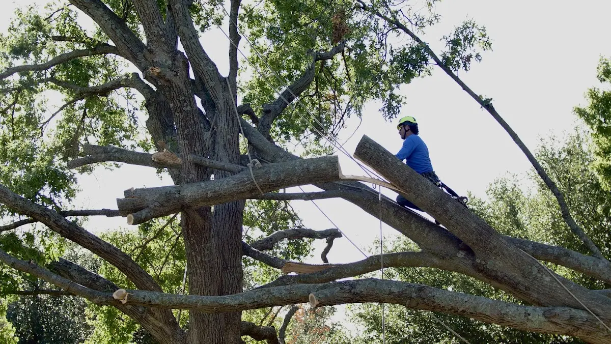 Professional Crown Thinning performed by certified arborists in Portville