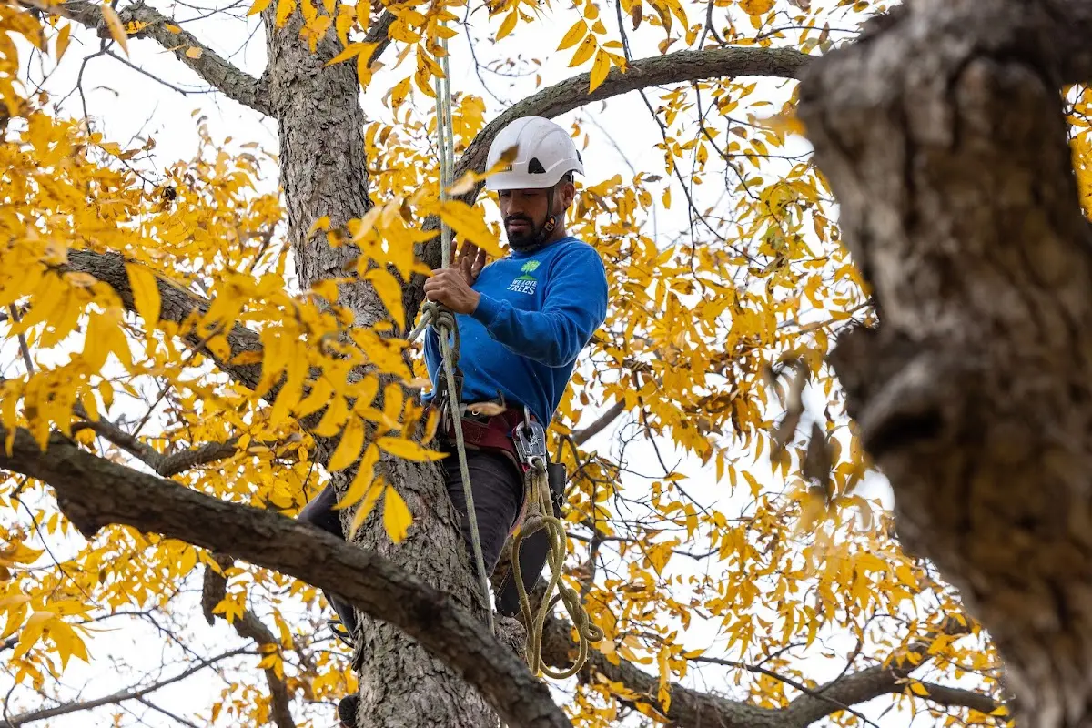 Skilled Tree Pruning crew working in Portville